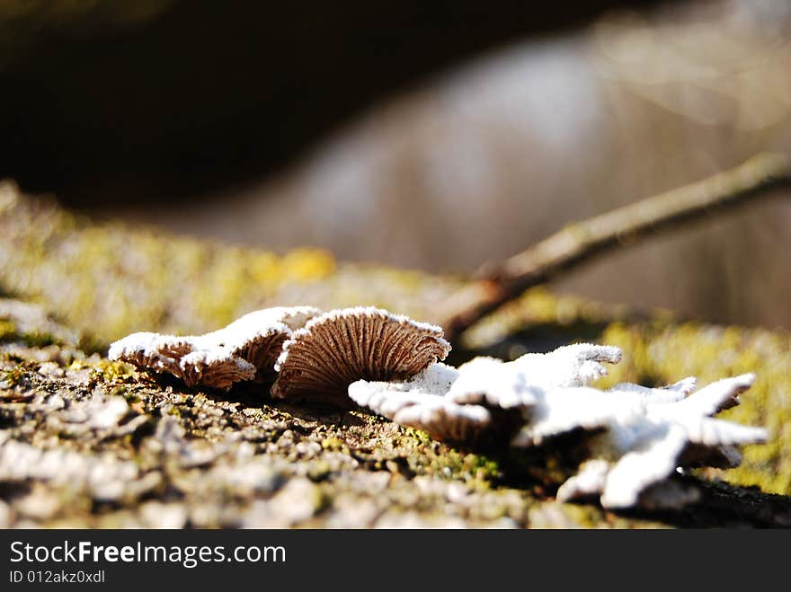 Fungus grows on a fallen tree.