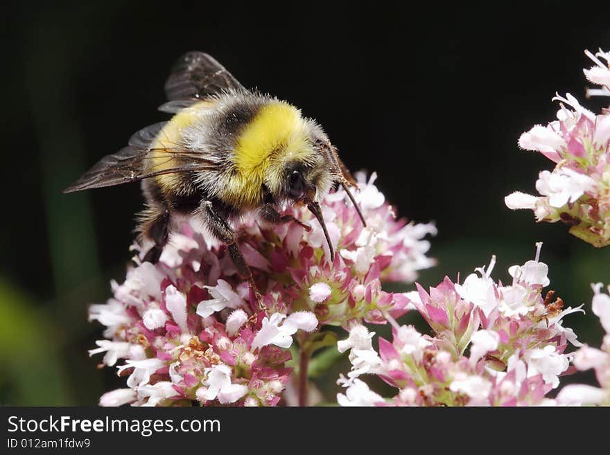 Close-up of bee on origanum flower