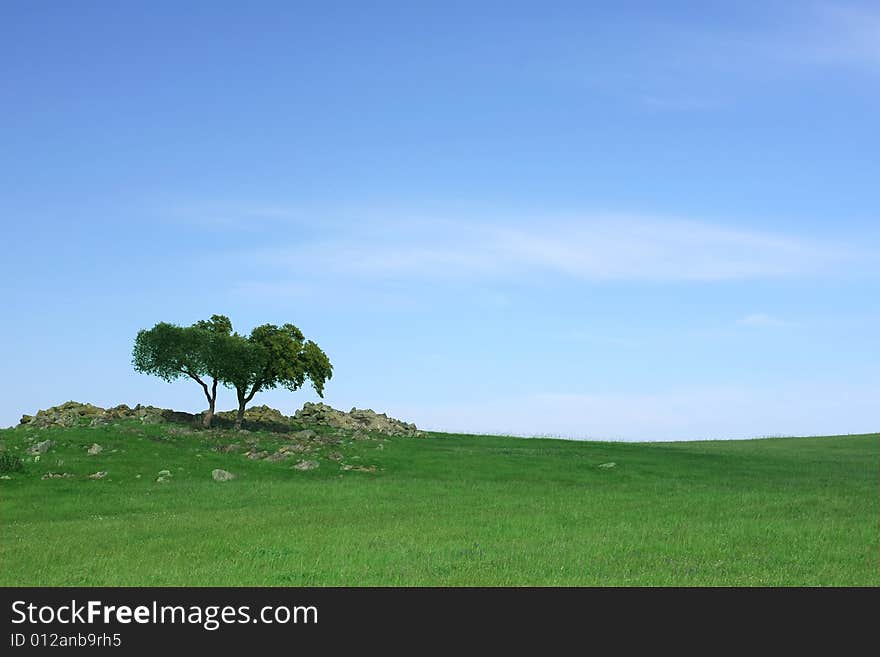 Green filed with blue sky and a tree.