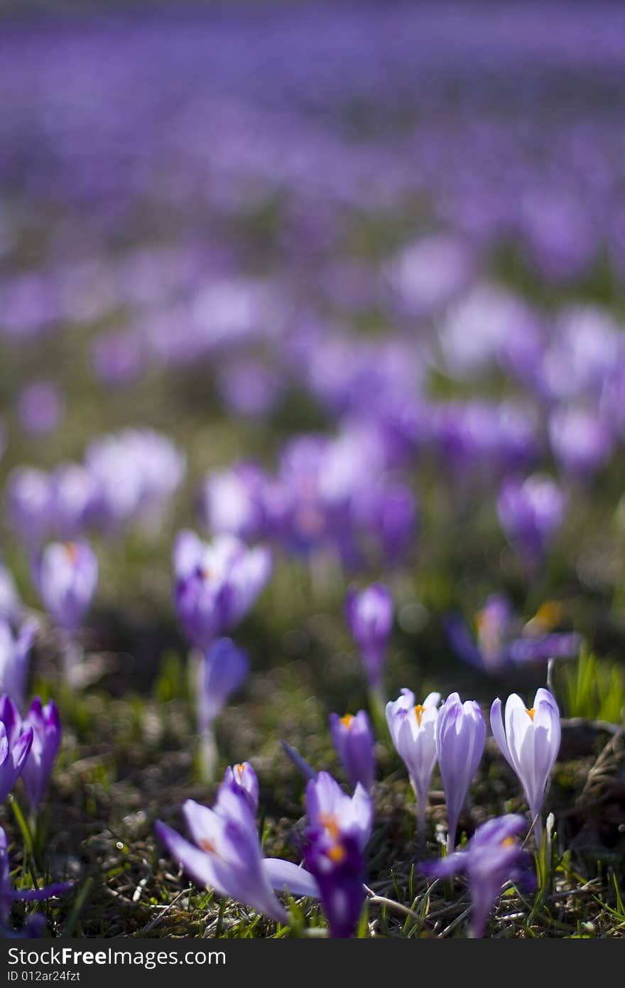 Beautiful crocuses on the meadow