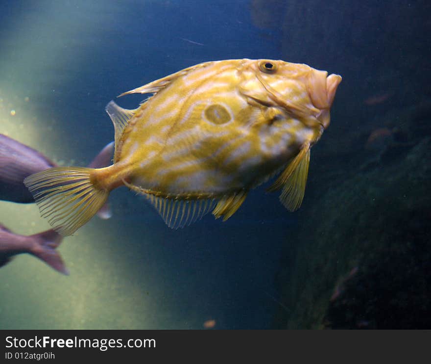 Coral fish in sea aquarium in La Coruna, Spain