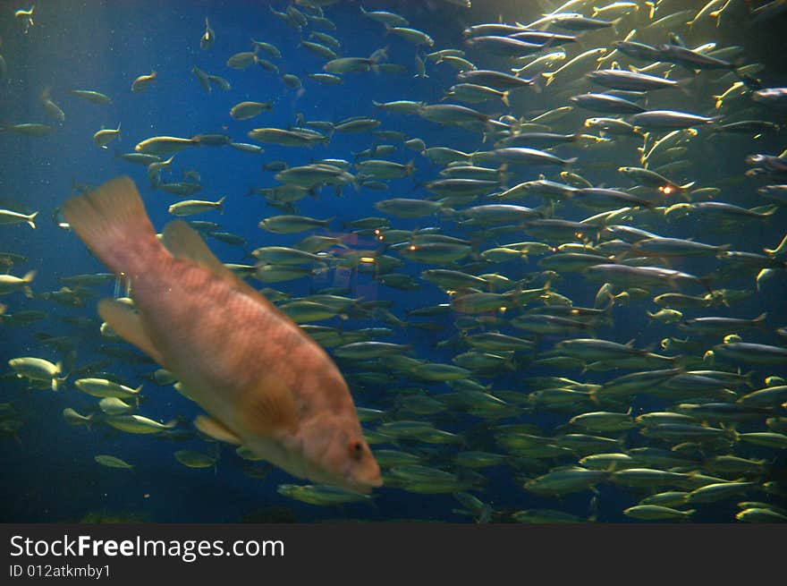 Coral fish in sea aquarium in La Coruna, Spain