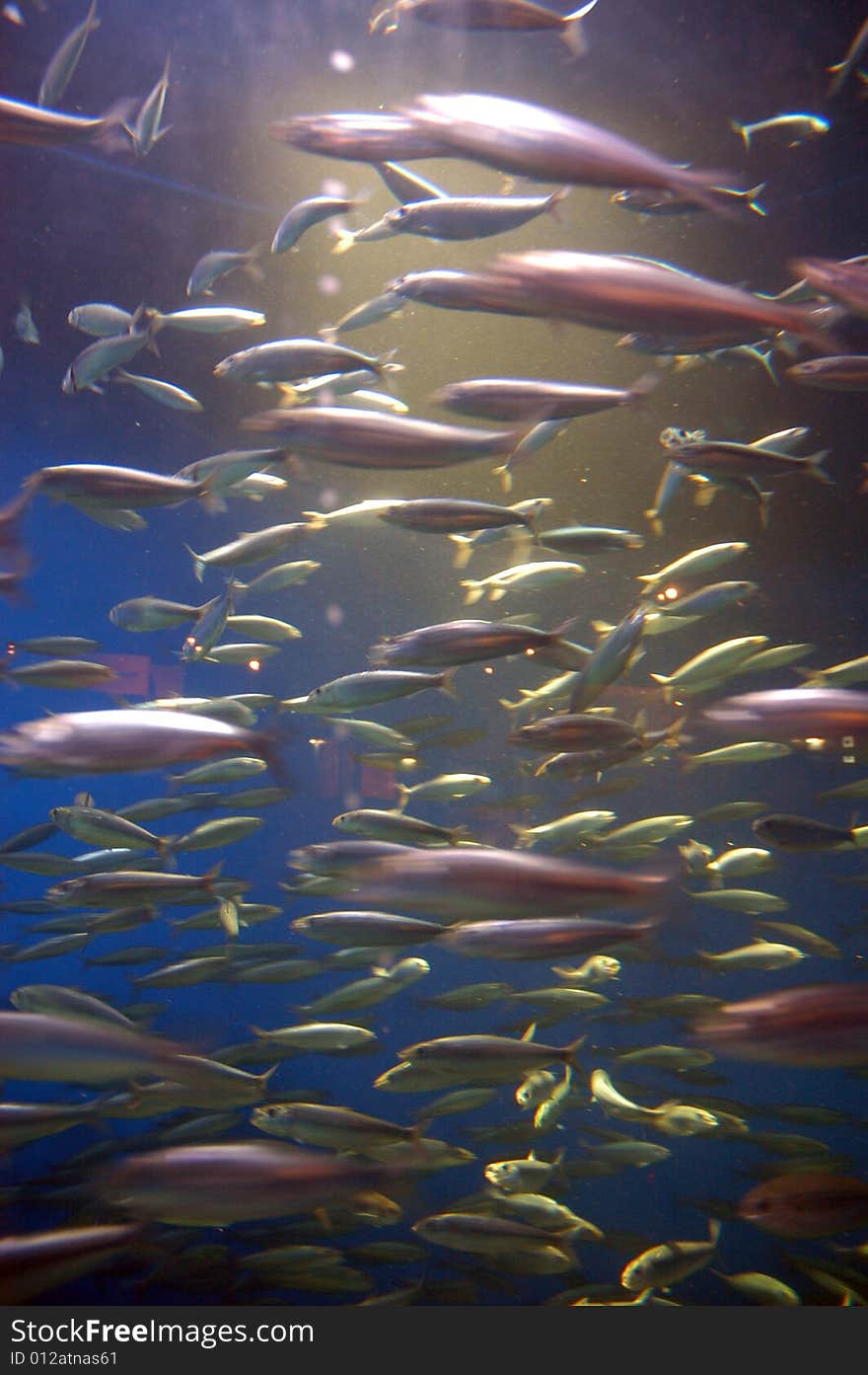 Coral fishies in sea aquarium in La Coruna, Spain