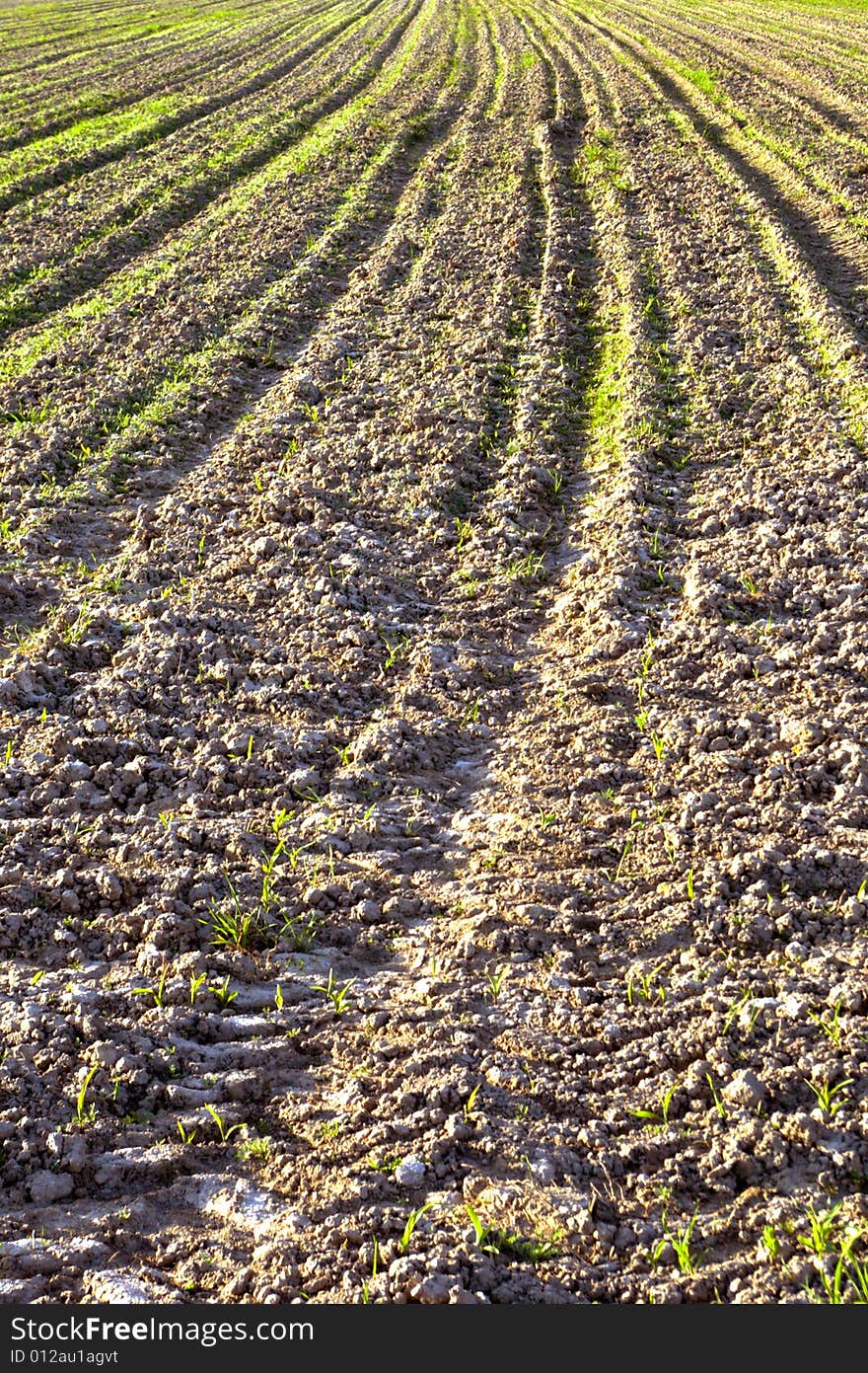 The farm field with litlle plants