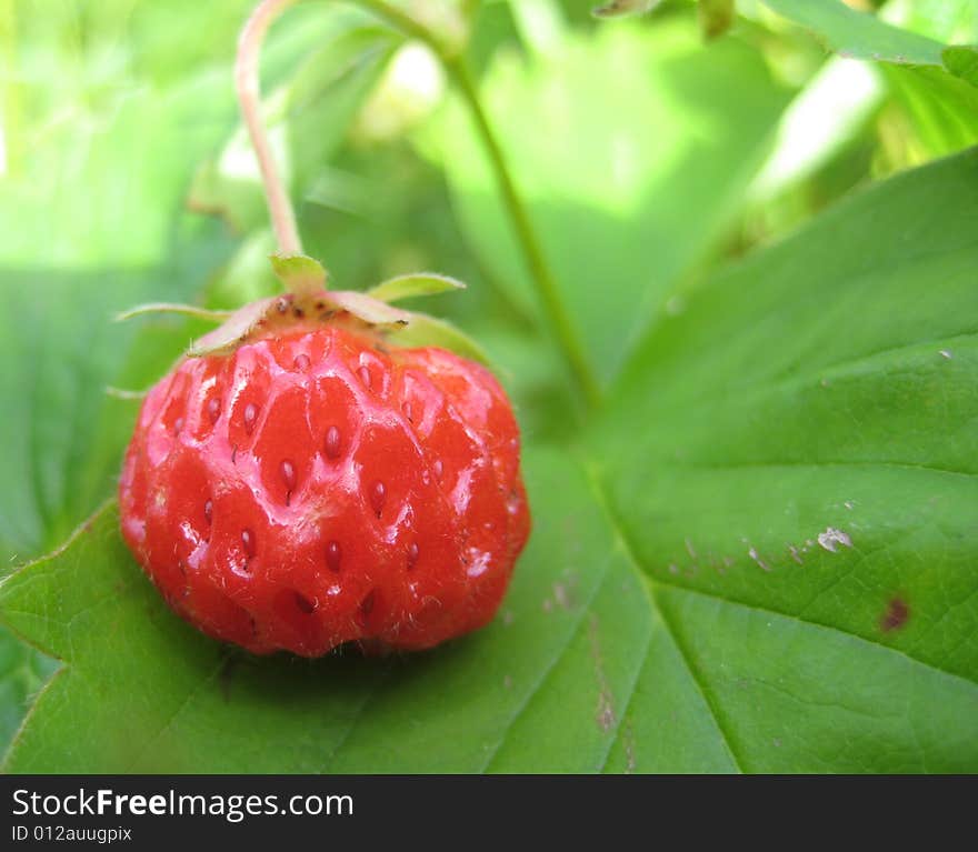 Strawberries