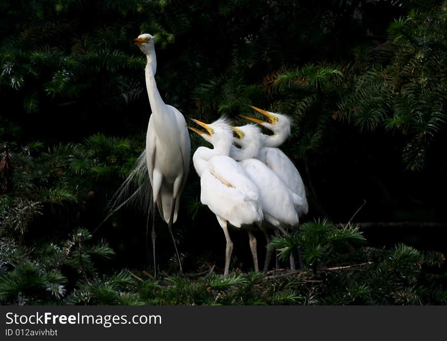 This is a happy egret family. This is a happy egret family