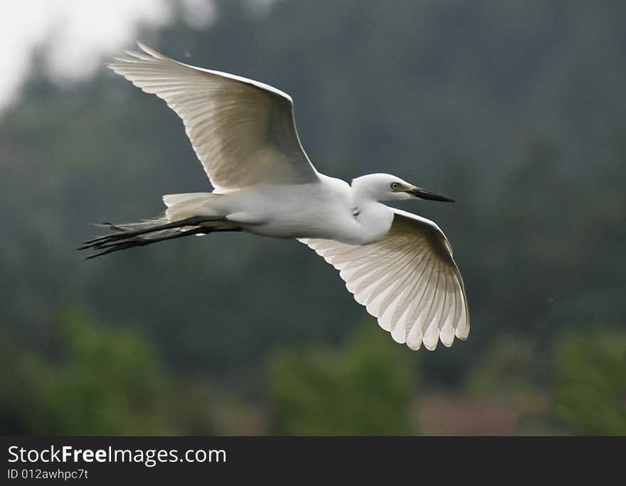 A egret is flying freely. A egret is flying freely