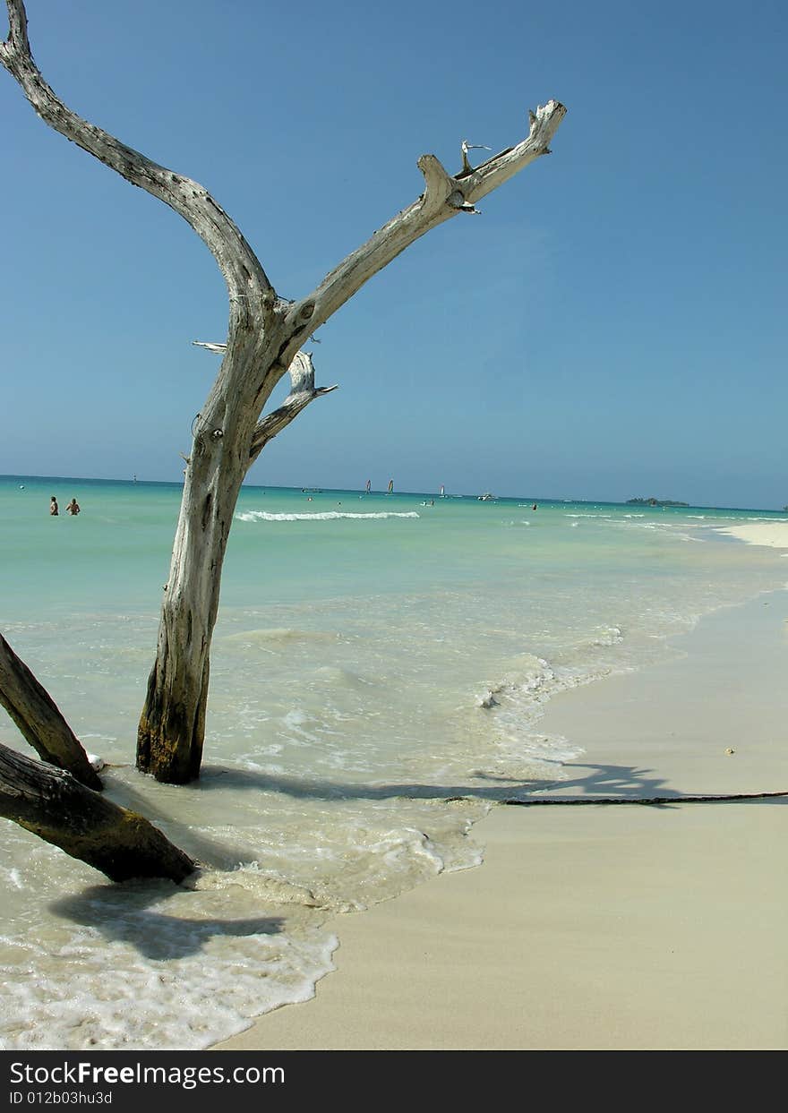 Dead tree on beach