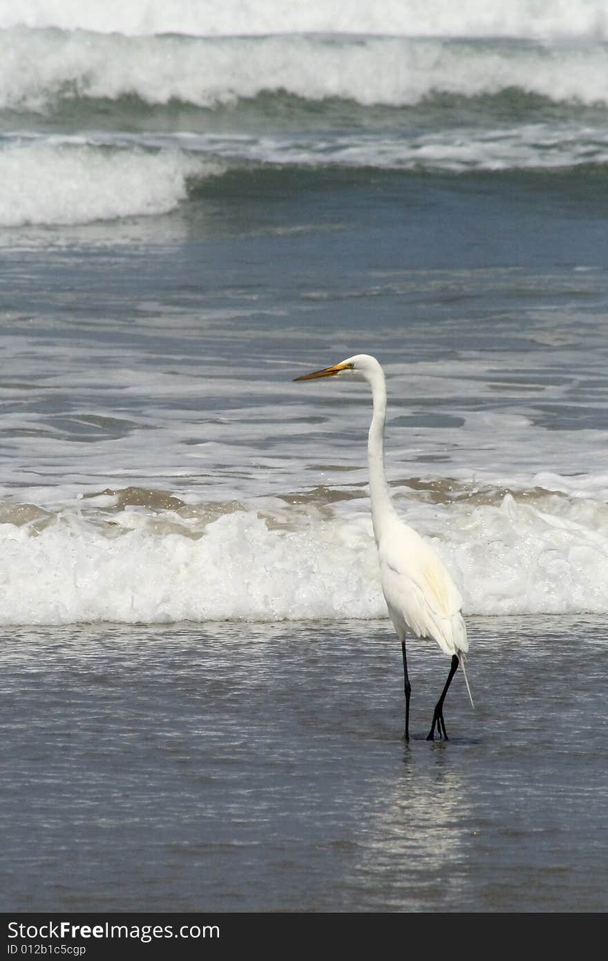 A Great Egret wading on the beach at Morrow Bay California.