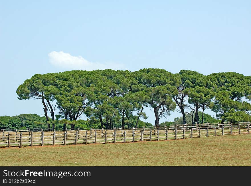 Row of trees beyond the fence