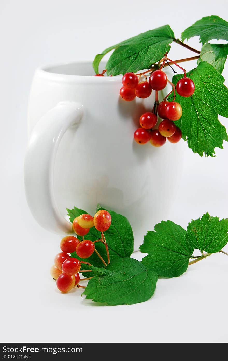 Wild red berries in white cup