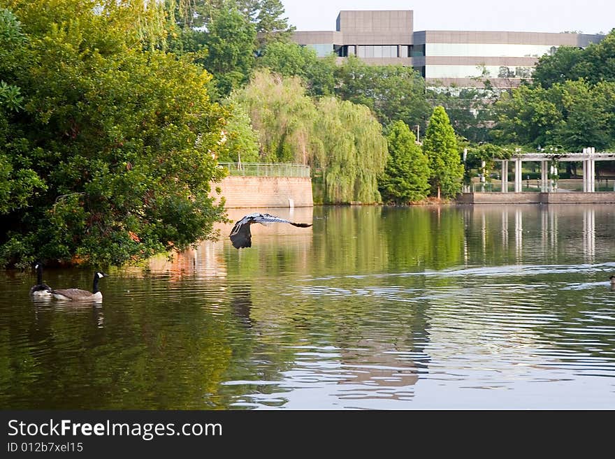 Blue Heron Flying Across Lake