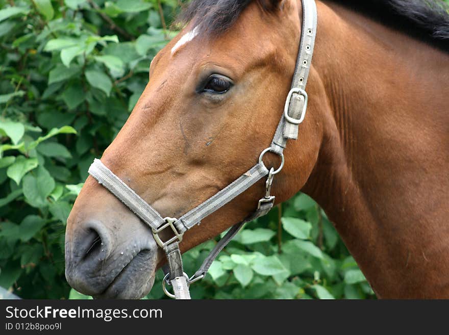 Beautiful brown horse in close up