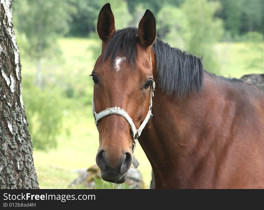 Beautiful brown horse curious of something