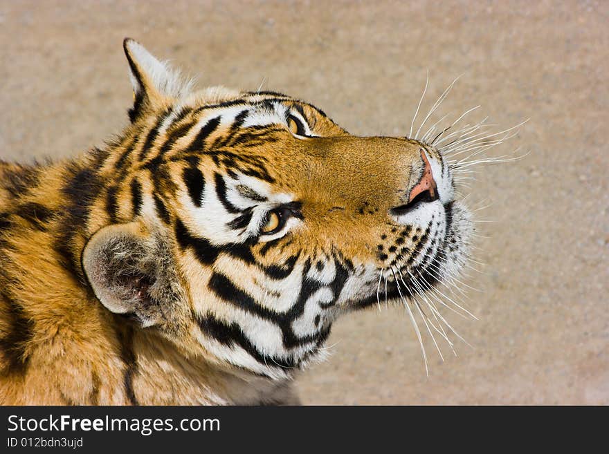 Hungry siberian tiger is looking for a game;. Hungry siberian tiger is looking for a game;