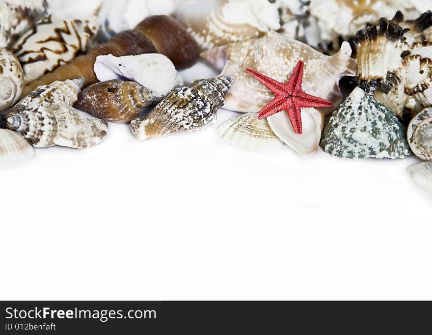 Starfish and seashells on white with a lot of copy space. Starfish and seashells on white with a lot of copy space