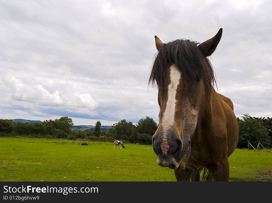 Close-up of a horse. Wicklow, Ireland.