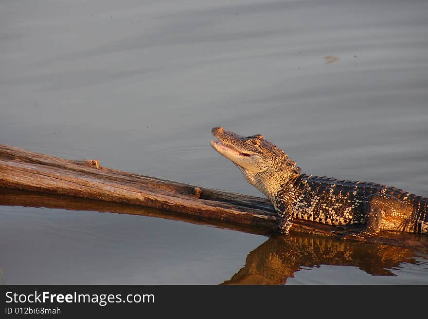 Alligator On A Log