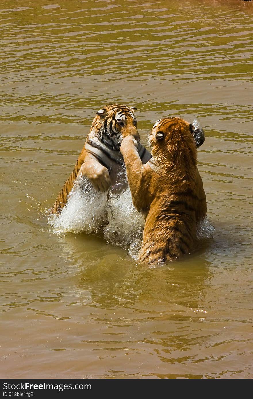 Water tiger action