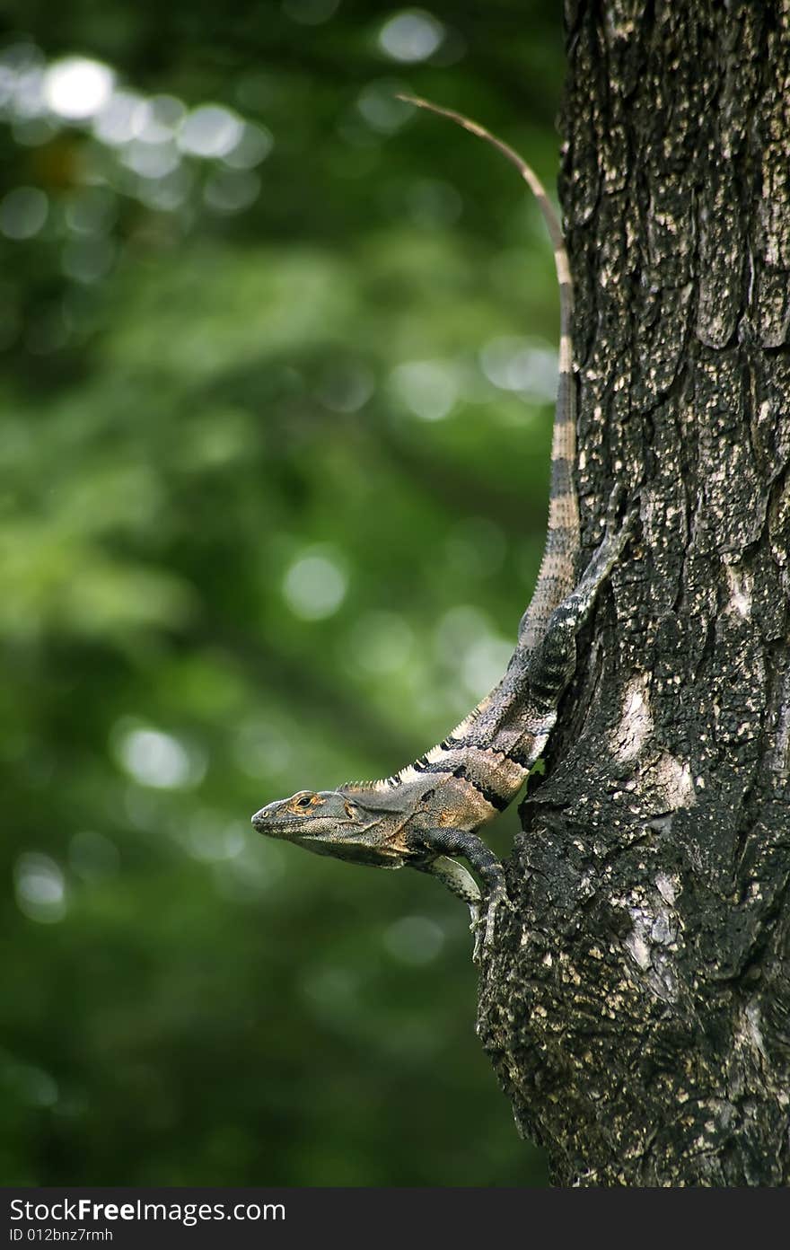 Iguana on a tree