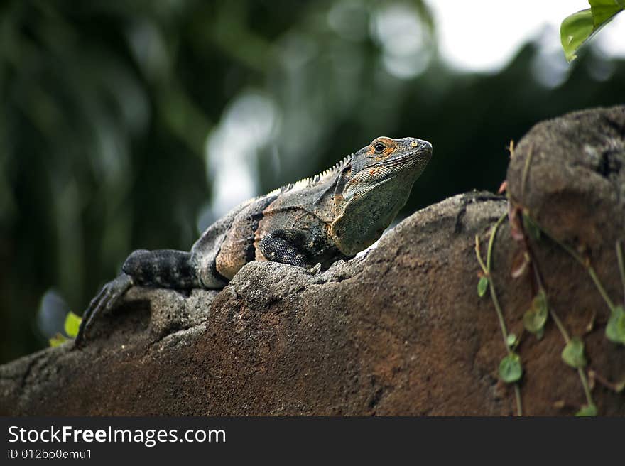 Iguana on a wall