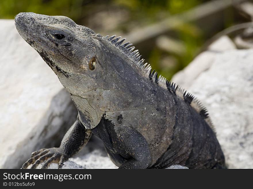 Iguana Basking On Rocks