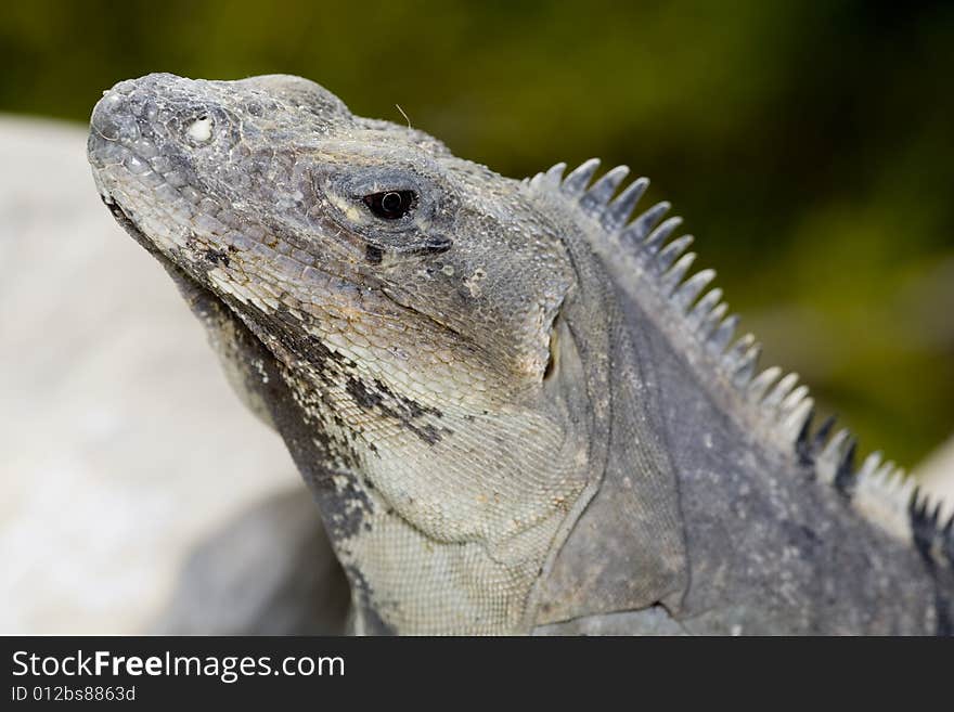 Iguana basking on rocks