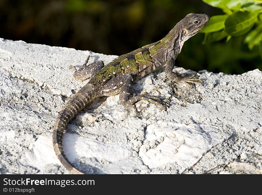 Rainbow Ameiva found in Yucatan peninsula Mexicco