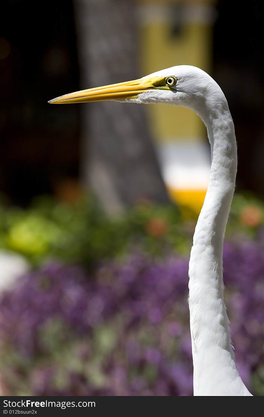 Closeup Of Great Egret