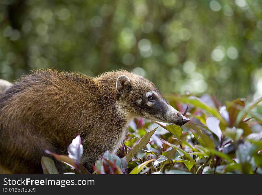 Coati in forest