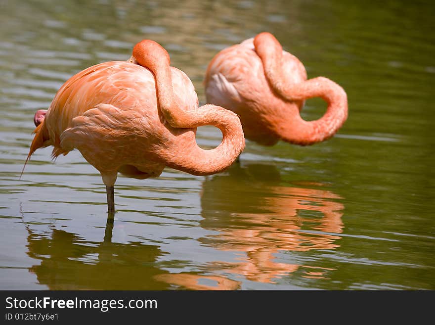 Two Flamingos Resting