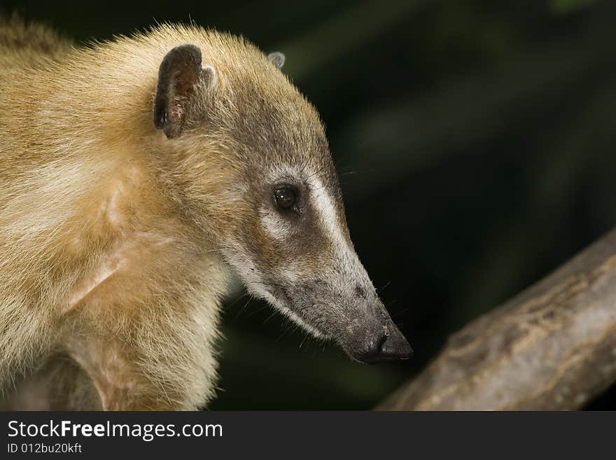 Closeup Of Coati