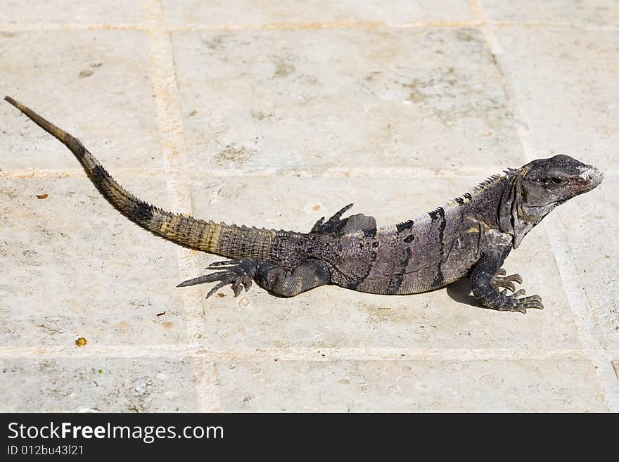 Full View Of Black Iguana