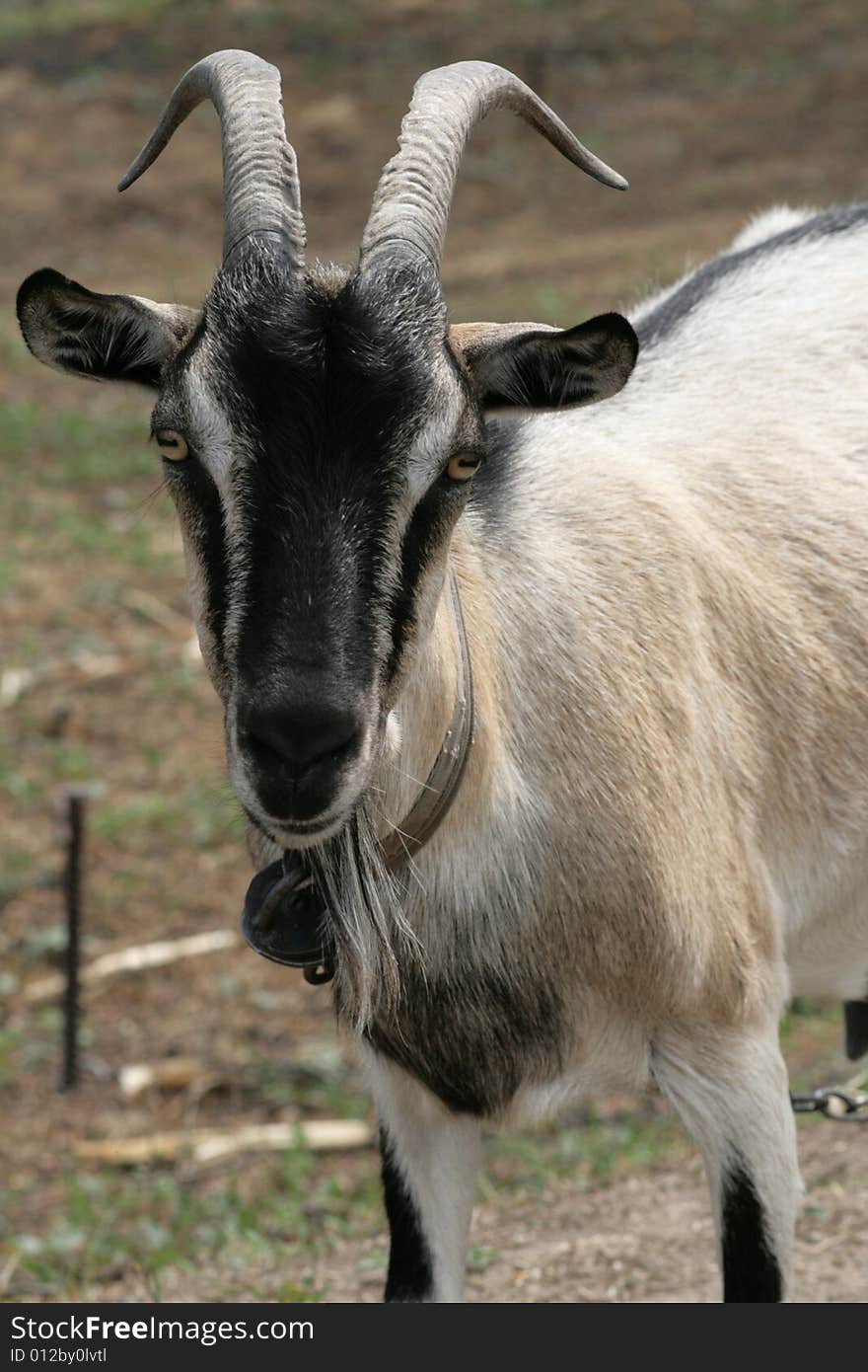 Portrait of goat on the field