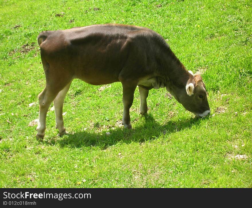 Cow out to pasture  on green lawn. Cow out to pasture  on green lawn