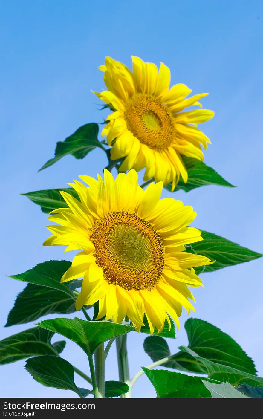 Sunflowers half way through lifecycle