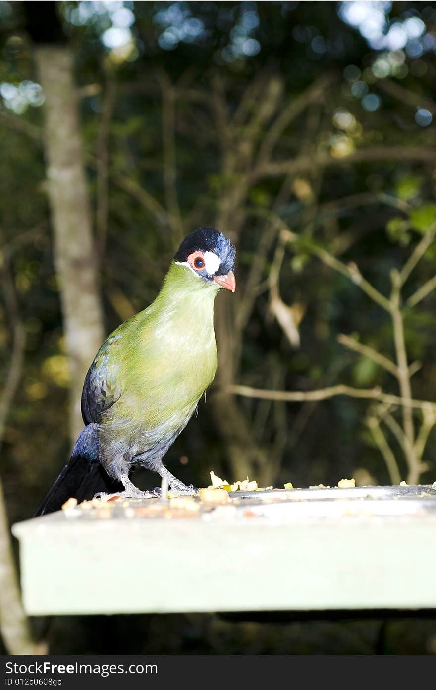 Hartlaubs Turaco