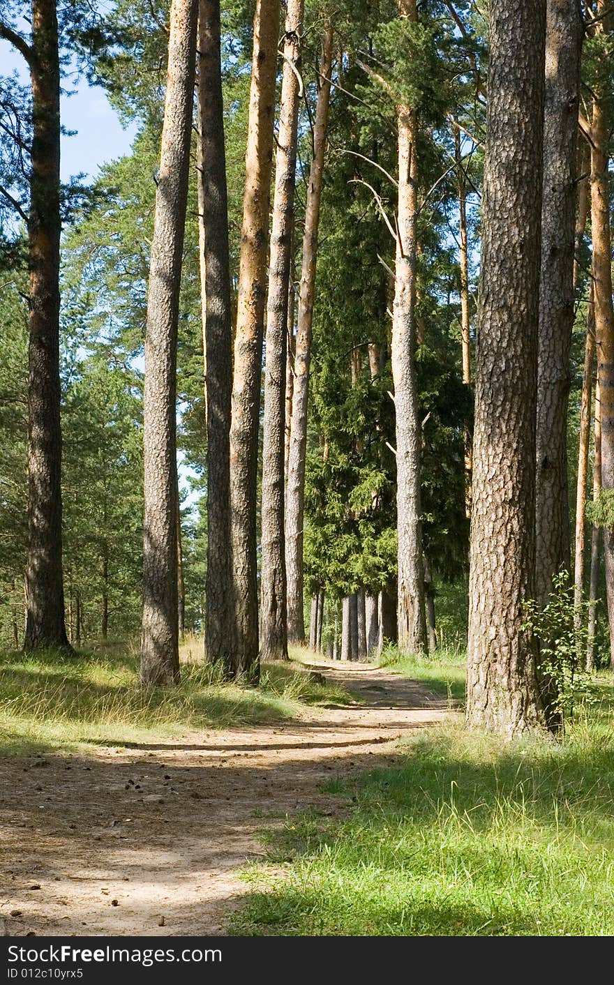 Footpath in a pine wood