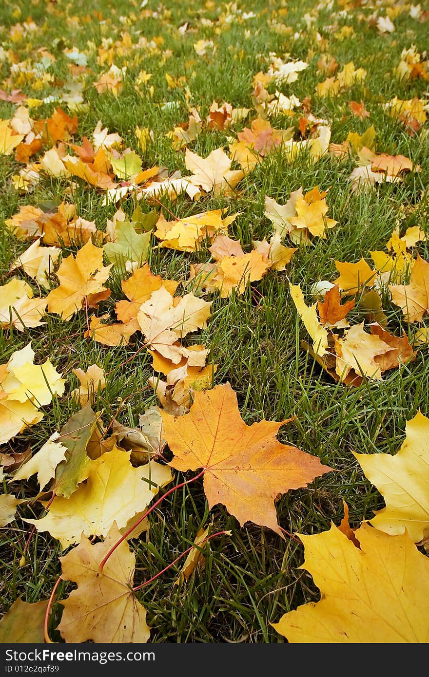 Golden leaves on a background of a grass. Golden leaves on a background of a grass