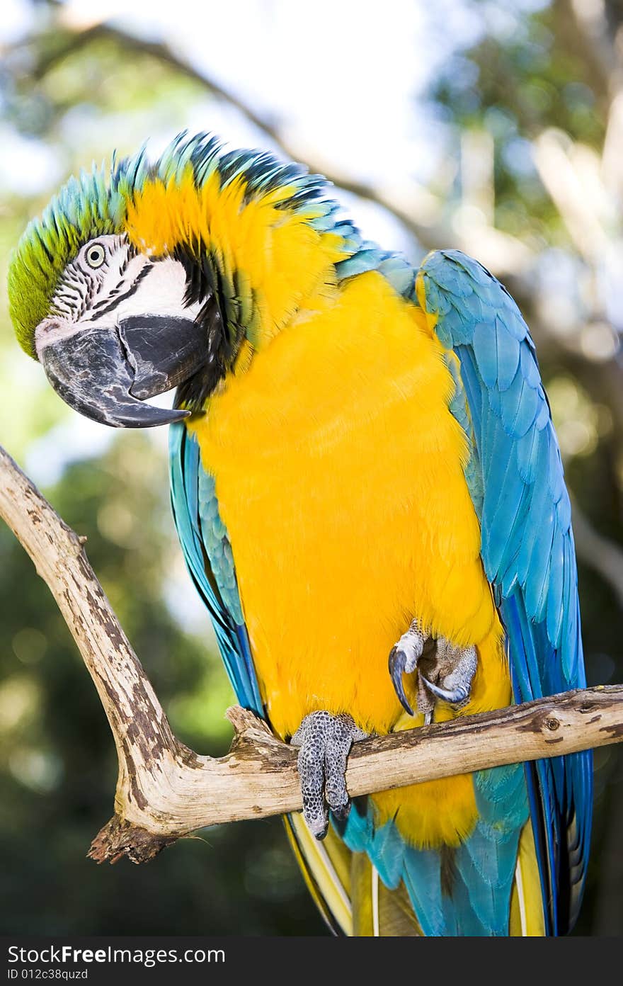 Blue and Gold Macaw in a wildlife sanctuary