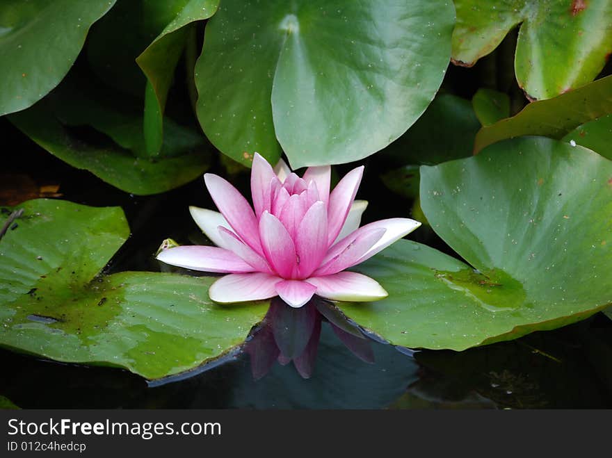 Beautiful pink lotus in the water. Beautiful pink lotus in the water.