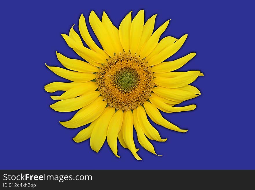 Single sunflower isolated on purple background. Including clipping path. Background color easily changable.