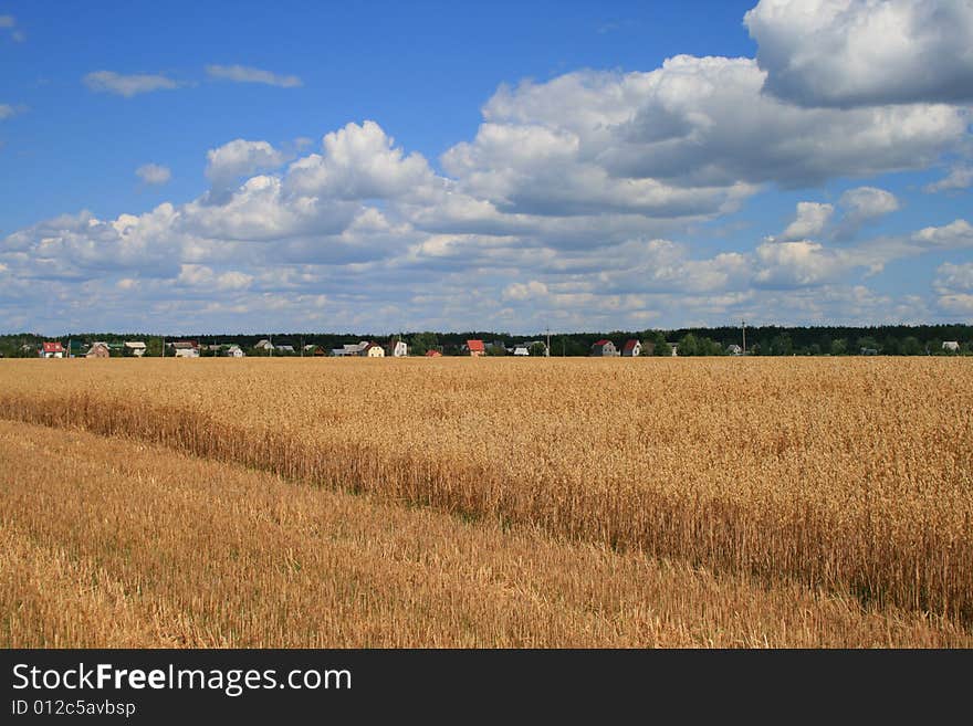 Wheaten field under the sky with plumose clouds, with small houses on a background