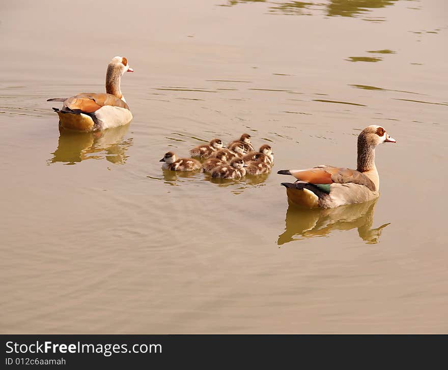 A pair Egyptian geese with young ones