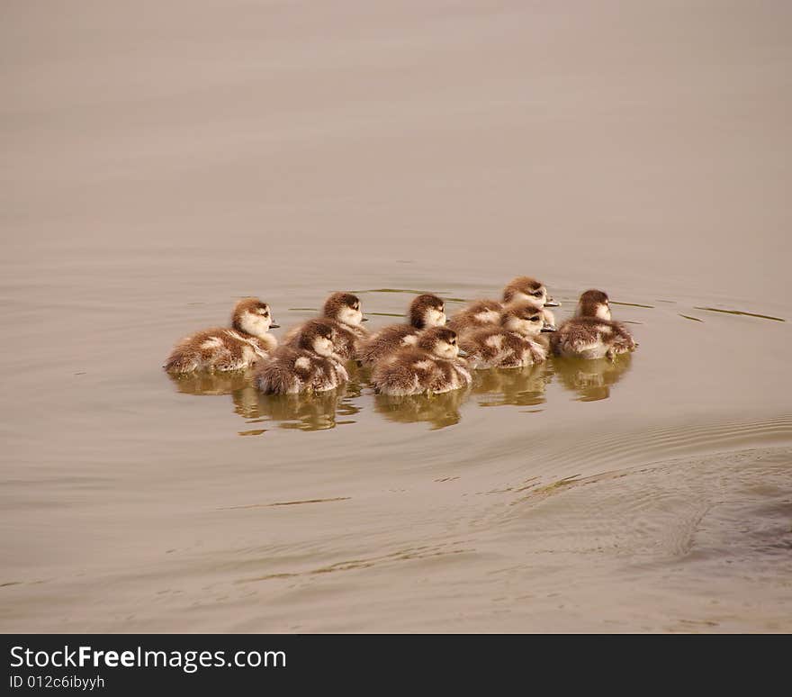 Young Egyptian geese swimming in a lake