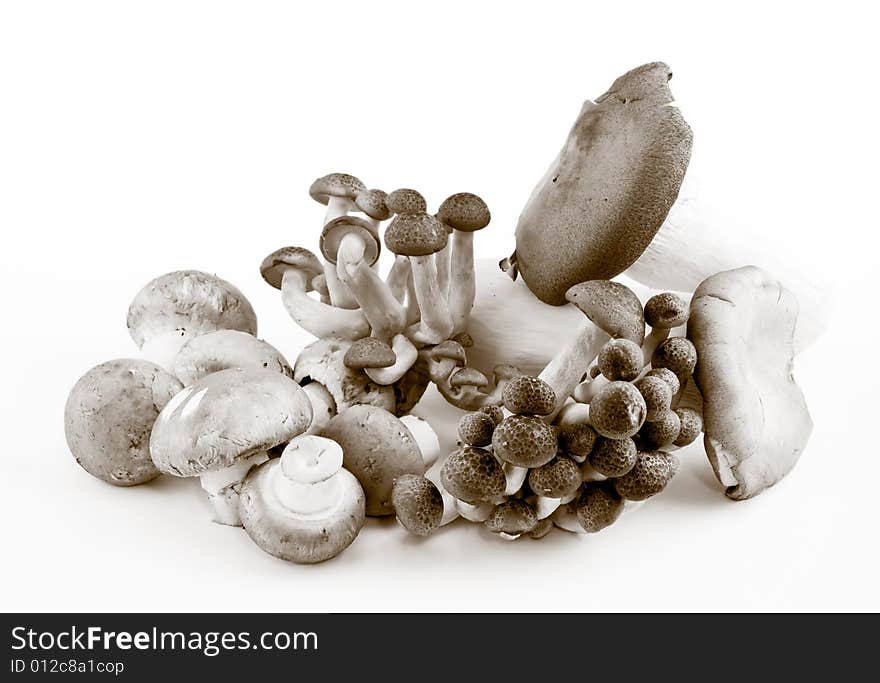 Still life of an ensemble of a variety of mushrooms in black and white