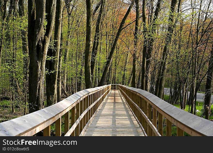 Board walk through woods in a deep forest