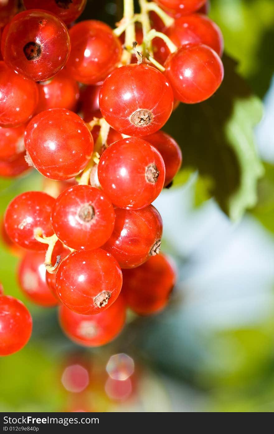 Red currant