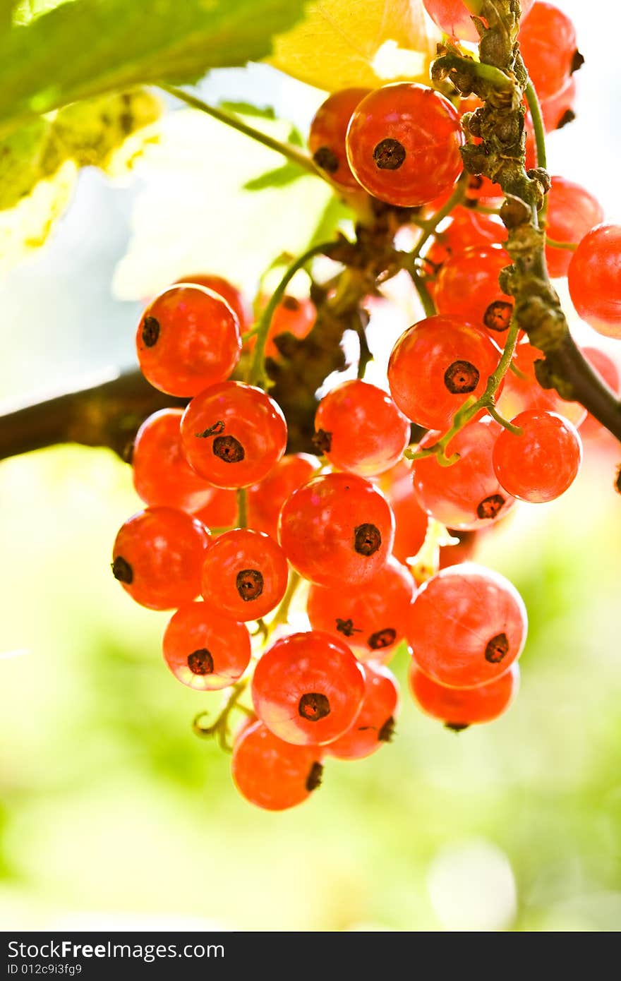 Red Currant