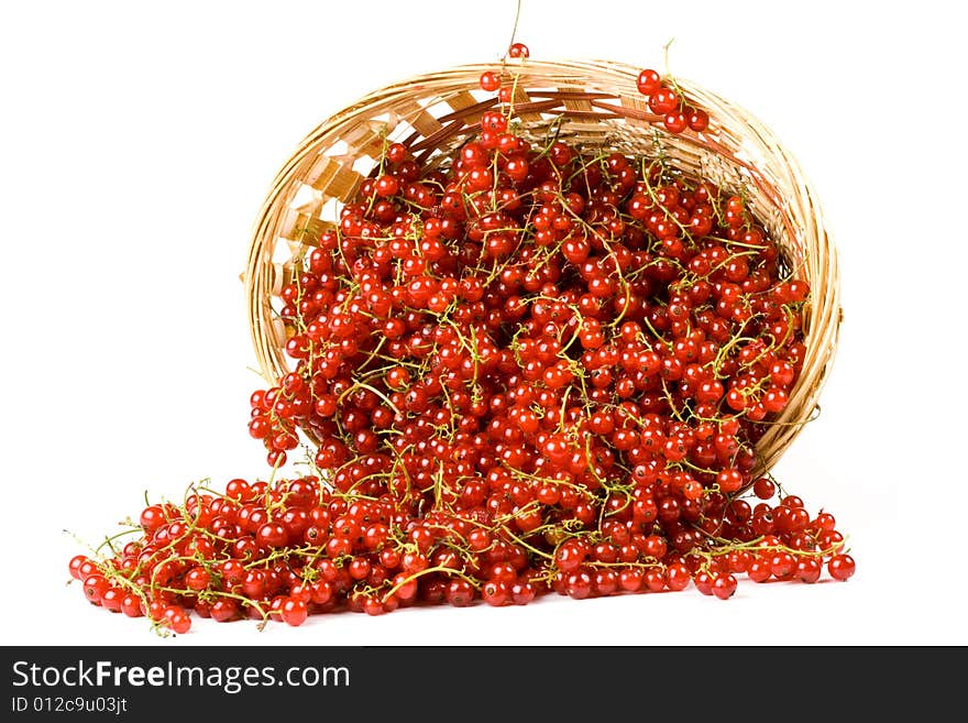 Red Currant